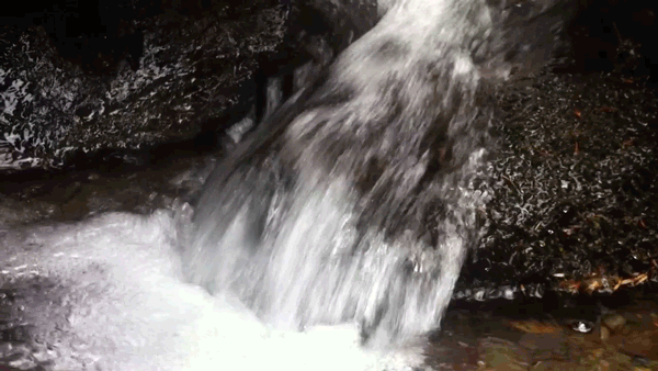 全国百家媒体聚焦神农架金丝猴栖息地 全国百家媒体聚焦神农架金丝猴栖息地