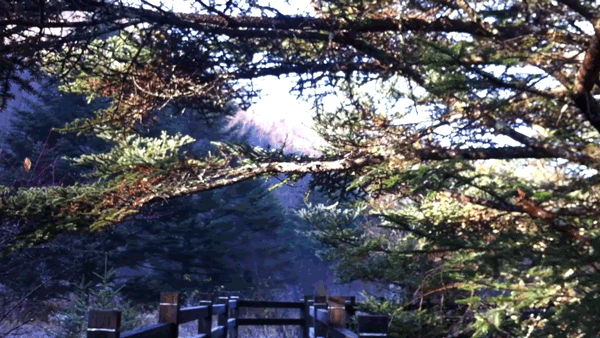 全国百家媒体聚焦神农架金丝猴栖息地 全国百家媒体聚焦神农架金丝猴栖息地