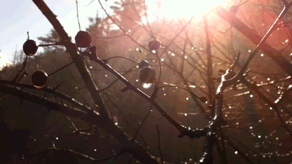 全国百家媒体聚焦神农架金丝猴栖息地 全国百家媒体聚焦神农架金丝猴栖息地