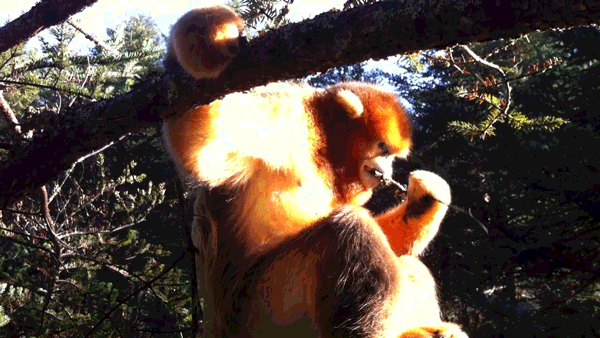 全国百家媒体聚焦神农架金丝猴栖息地 全国百家媒体聚焦神农架金丝猴栖息地