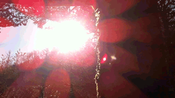 全国百家媒体聚焦神农架金丝猴栖息地 全国百家媒体聚焦神农架金丝猴栖息地