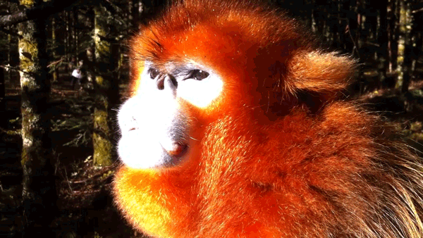 全国百家媒体聚焦神农架金丝猴栖息地 全国百家媒体聚焦神农架金丝猴栖息地