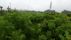 深度评测大疆Avata飞行体验无人机