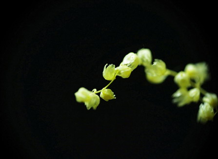 微距摄影3招技法 微距摄影3招技法