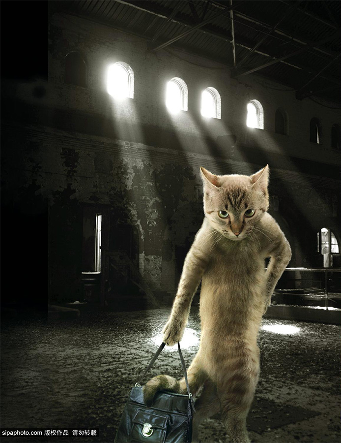 英国挂历猫咪角色扮演各展魅力