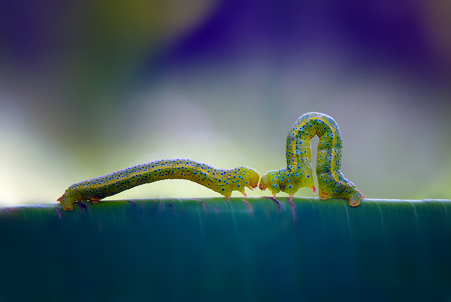 面对面 作者 nordin seruyan.jpg