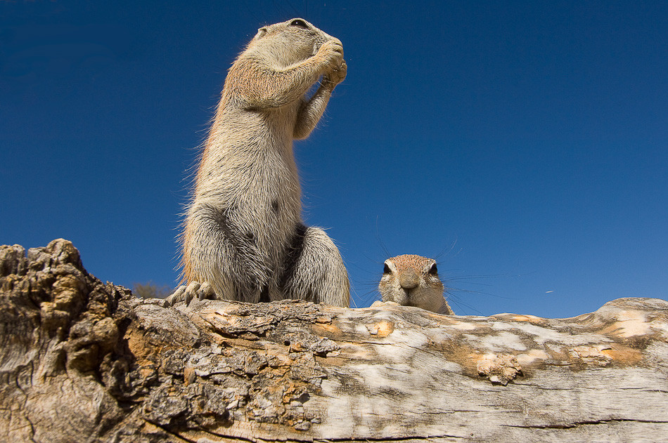 动物面对面 作者 Stefano Unterthiner.jpg