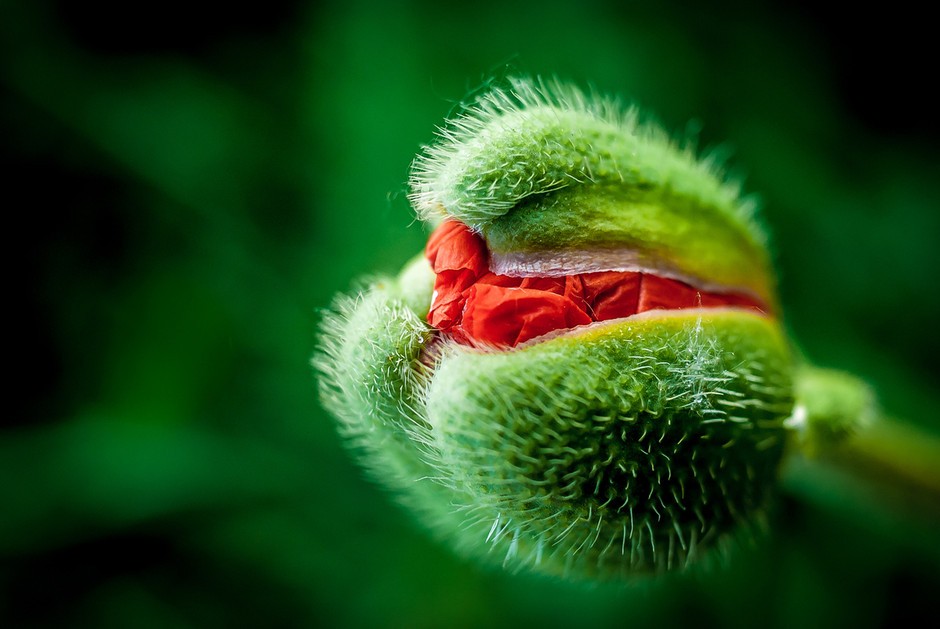 含苞待放的罂粟花 作者 S. S..jpg