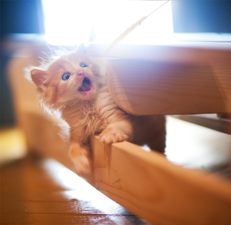 2013喵星人的猫生百态