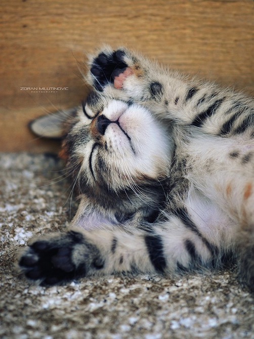 2013喵星人的猫生百态