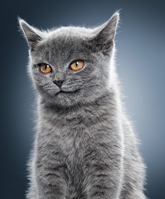 2013喵星人的猫生百态