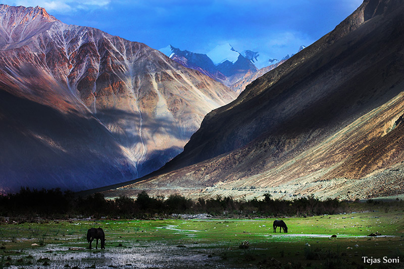 美丽的野生动物摄影