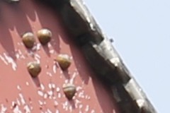 新锐超广角 佳能EF 16-35mm F4L评测