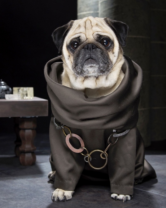 动物摄影：沙皮狗的权利和游戏