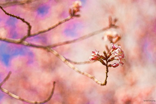 无可替代 5个传统相机胜于手机的优点 五个传统相机胜于手机的优点