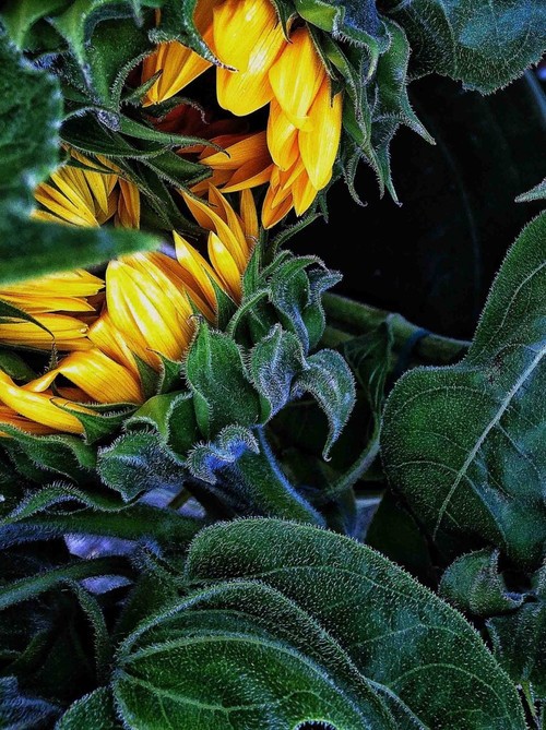 六大独家建议 教你你如何提高手机摄影质量 提高手机摄影质量 6个建议告诉您