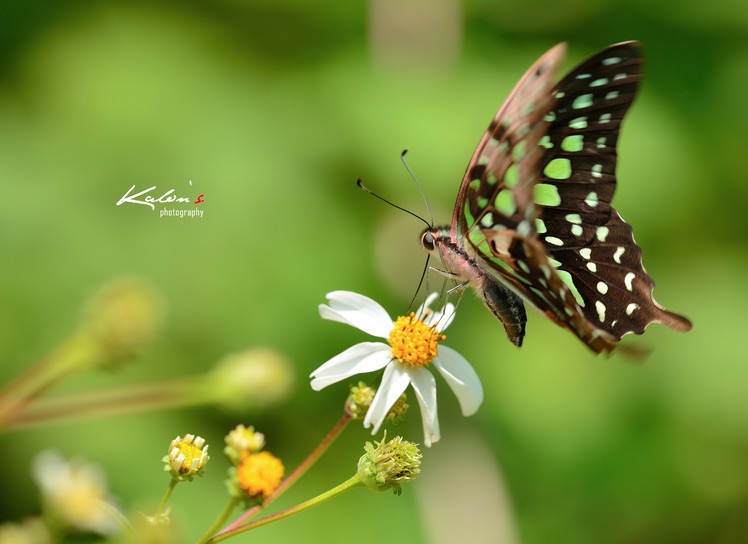 其实蝶摄不太难——我的摄蝶四大技巧