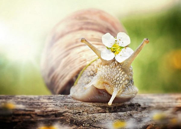 Gabi Stickler 美丽的蜗牛创意摄影2