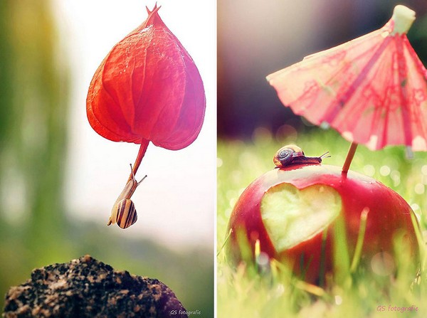 Gabi Stickler 美丽的蜗牛创意摄影3