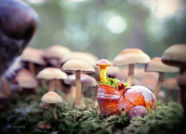 Gabi Stickler 美丽的蜗牛创意摄影4