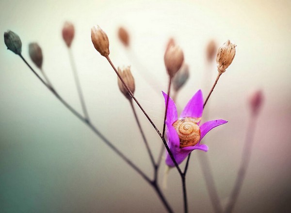 Gabi Stickler 美丽的蜗牛创意摄影5