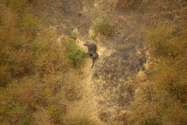 这头大象被装上了GPS项圈，这种项圈可以帮助人们跟踪其行踪并?；に恰?jpg