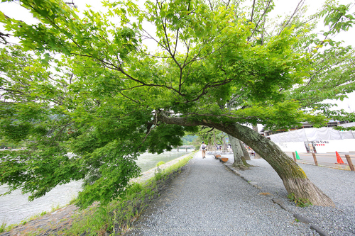 佳能11-24试拍京都