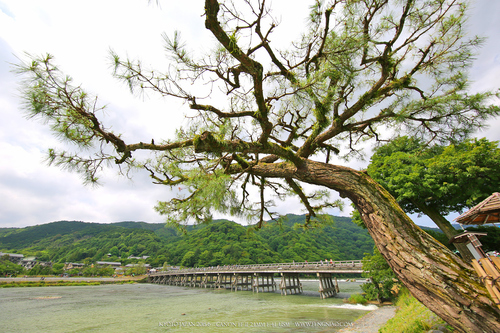 佳能11-24试拍京都