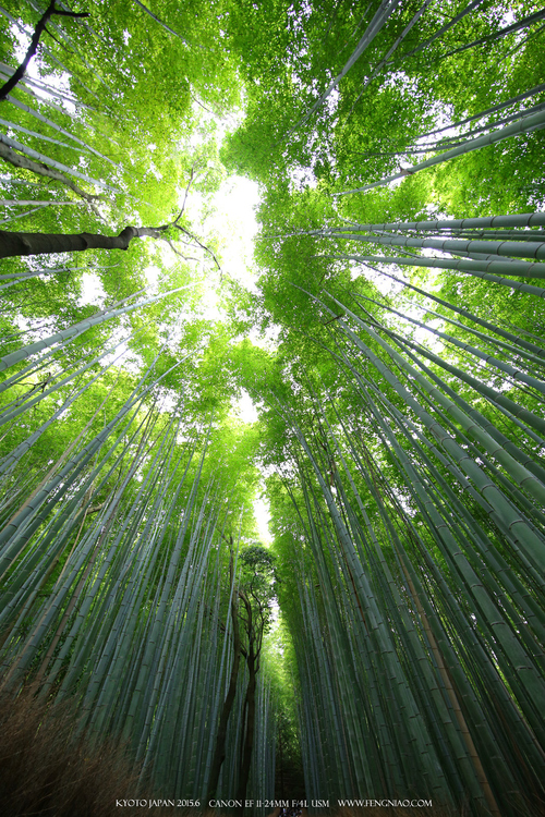 佳能11-24试拍京都