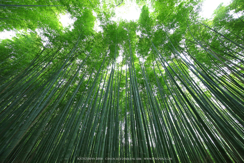 佳能11-24试拍京都