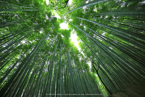 佳能11-24试拍京都