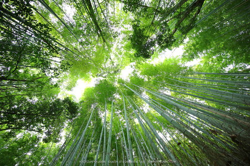 佳能11-24试拍京都