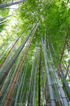 佳能11-24试拍京都