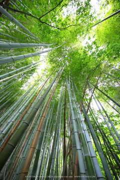 佳能11-24试拍京都