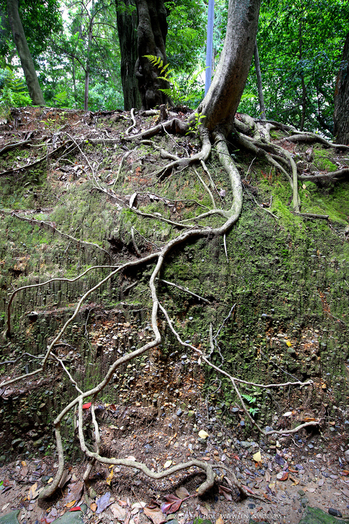佳能11-24试拍京都