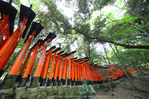 佳能11-24试拍京都