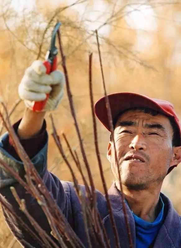 从上万幅摄影作品中脱颖而出！《绿化大漠不是梦》为何能获中国新闻奖？