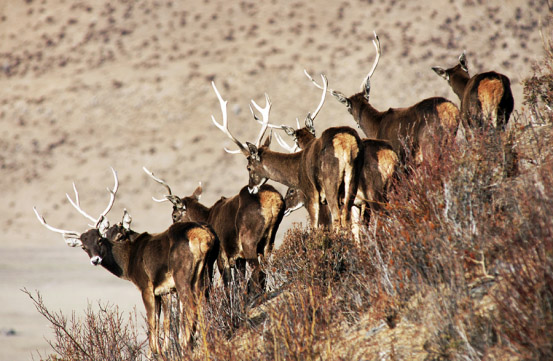 一等奖10万珠峰冰川第二届“西藏风情”摄影大赛征稿 一等奖10万珠峰冰川第二届“西藏风情”摄影大赛征稿
