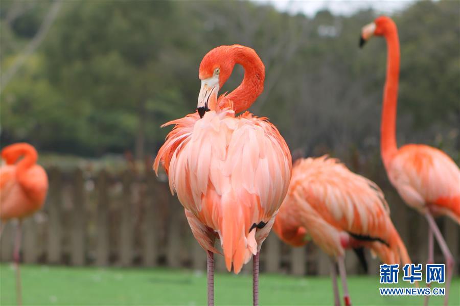 （环境）（3）冬日里的动物