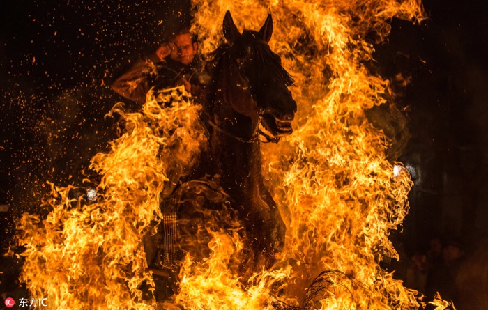 一月最佳动物摄影趣闻赏：致自然，敬生命