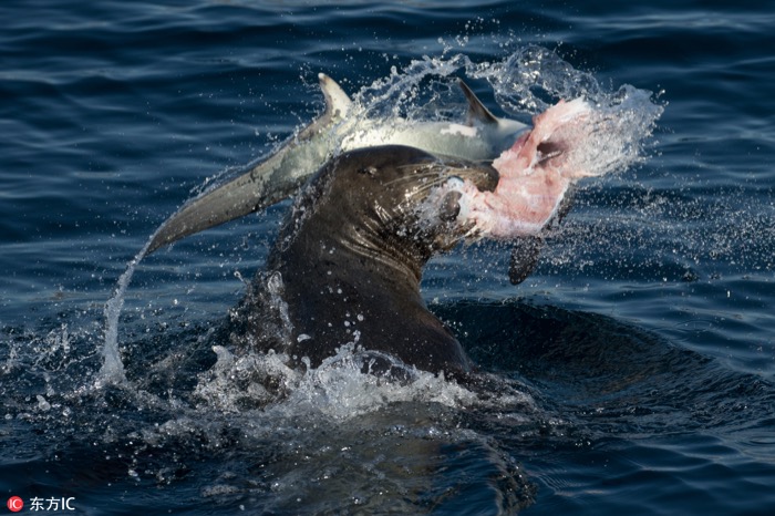 一月最佳动物摄影趣闻赏：致自然，敬生命