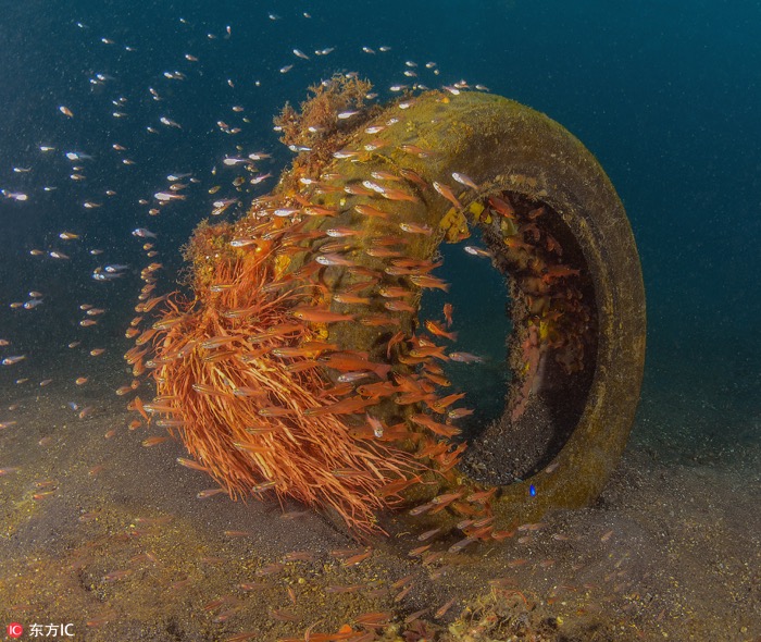 一月最佳动物摄影趣闻赏：致自然，敬生命