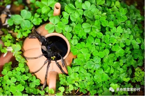 这个春天 ，全国媒体为紫砂村点赞！