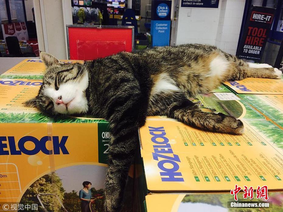 喵星人每日“跋涉”2500米去商店“求投喂”