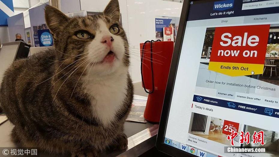 喵星人每日“跋涉”2500米去商店“求投喂”