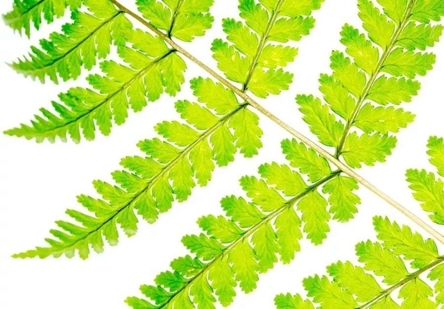 一分钱十分货！4种低成本微距特效制作方案