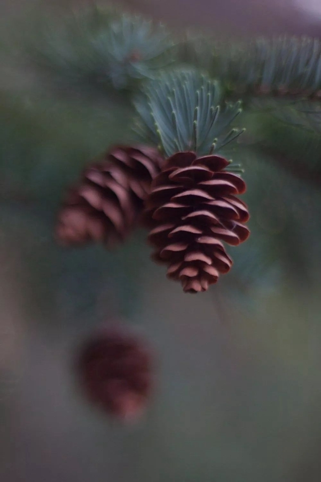 一分钱十分货！4种低成本微距特效制作方案