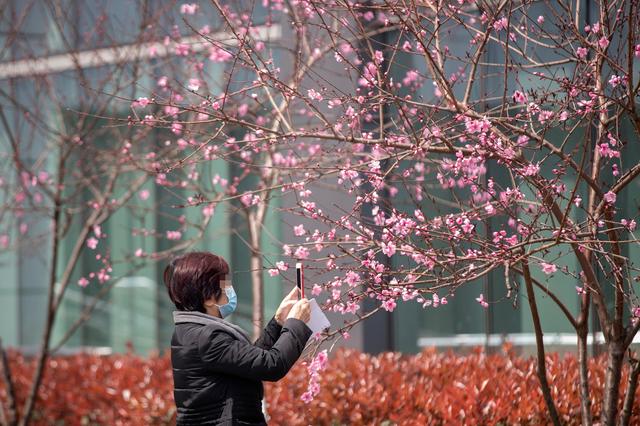武汉:春在枝头已九分