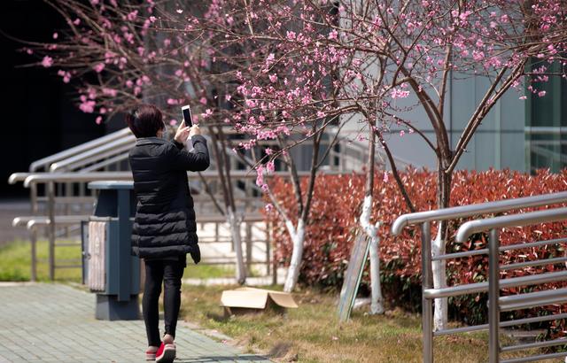 武汉:春在枝头已九分