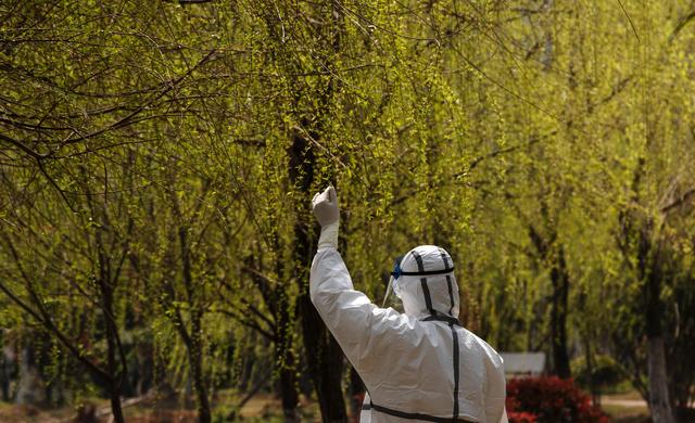 武汉:春在枝头已九分